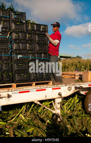 Migrant farm workers in California's Gilroy region are an essential ...