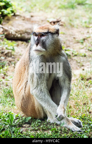 Patas monkey - Erythrocebus patas, also known as the wadi monkey or hussar monkey. Stock Photo