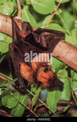 Indian flying fox or Greater Indian fruit bat,(pteropus giganteus), roosts in a tree during the day,Rajasthan,India Stock Photo