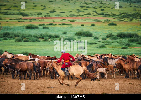 Mongolia, Ovorkhangai province, Orkhon valley, Nomad camp, Rallying of horses drove with Sedbazar Stock Photo