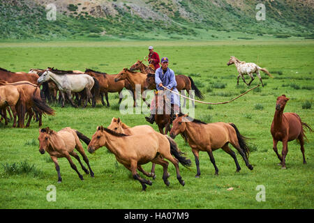 Mongolia, Ovorkhangai province, Orkhon valley, Nomad camp, Rallying of horses drove with Uuganbayar Stock Photo