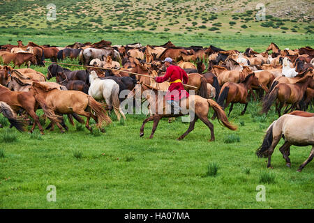 Mongolia, Ovorkhangai province, Orkhon valley, Nomad camp, Rallying of horses drove with Sedbazar Stock Photo