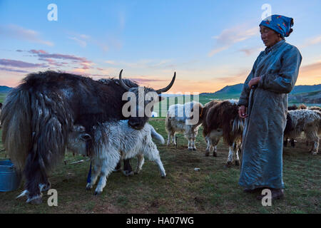 A Mongolian woman milking a yak Stock Photo - Alamy