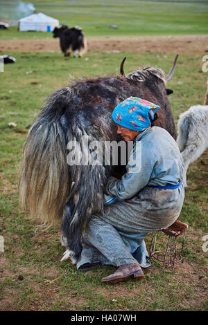 A Mongolian woman milking a yak Stock Photo - Alamy