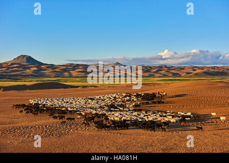 Mongolia, Zavkhan province, sheep herd in the deserted landscape of sand dunes in the steppe Stock Photo