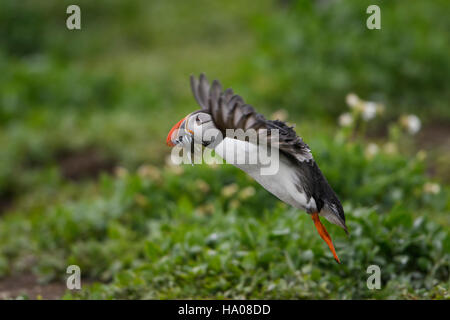 An atlantic puffin (Fratercula arctica) in flight with a beak full of sandeels for young, Farne Islands, Northumberland, UK