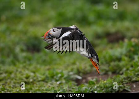 An atlantic puffin (Fratercula arctica) in flight with a beak full of sandeels for young, Farne Islands, Northumberland, UK