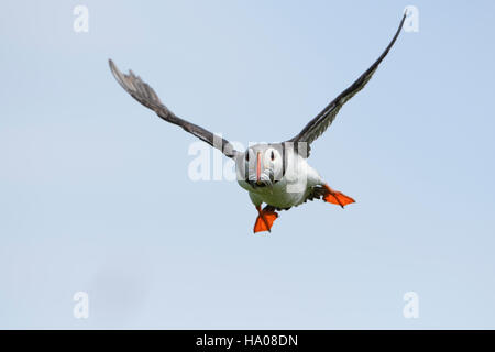 An atlantic puffin (Fratercula arctica) in flight with a beak full of sandeels for young, Farne Islands, Northumberland, UK
