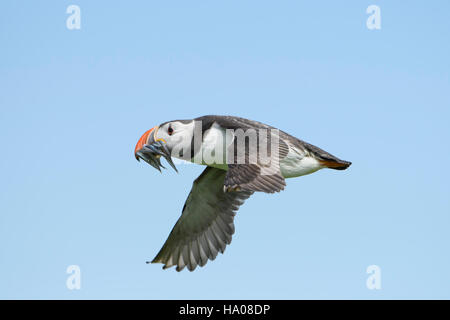 An atlantic puffin (Fratercula arctica) in flight with a beak full of sandeels for young, Farne Islands, Northumberland, UK