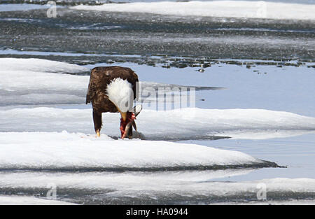 yellowstonenps 14167173137 Bald eagle feeding on a lake trout on Lewis Lake Stock Photo