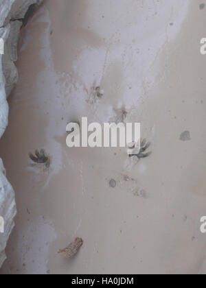 badlandsnationalpark 5897051017 Mouse Tracks Stock Photo