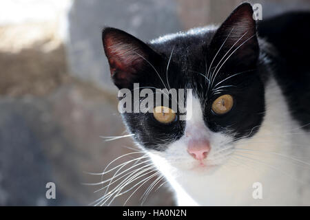 First plane of a cat. Shooting horizontal with light natural. Stock Photo