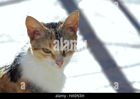 First plane of a cat. Shooting horizontal with light natural. Stock Photo