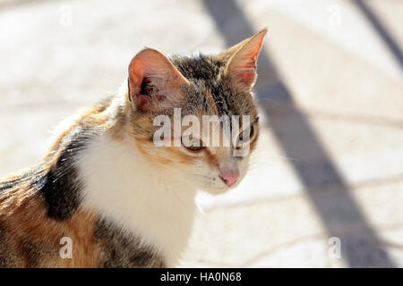 First plane of a cat. Shooting horizontal with light natural. Stock Photo