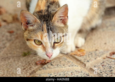 First plane of a cat. Shooting horizontal with light natural. Stock Photo