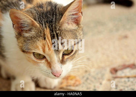 First plane of a cat. Shooting horizontal with light natural. Stock Photo