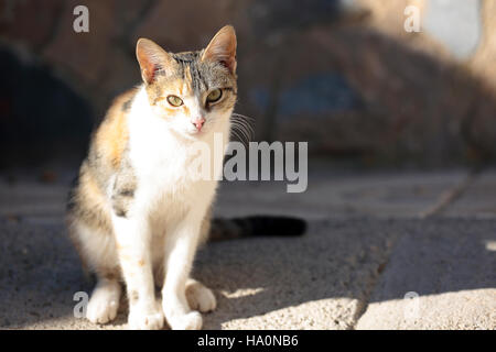 First plane of a cat. Shooting horizontal with light natural. Stock Photo