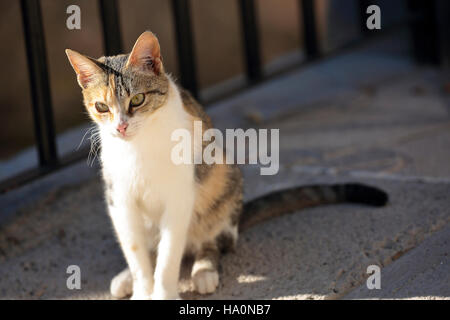 First plane of a cat. Shooting horizontal with light natural. Stock Photo