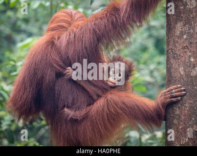 Bornean orangutan mother and baby Stock Photo