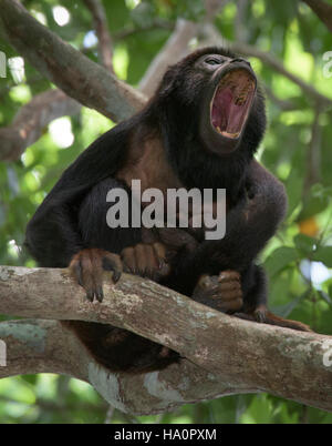 Red-handed howler Monkey howling