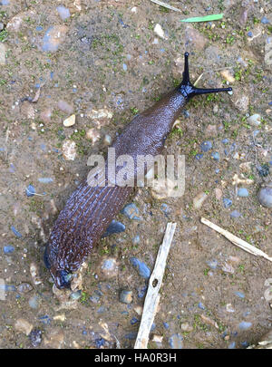 BLACK SLUG (Arion ater)   Photo Tony Gale Stock Photo