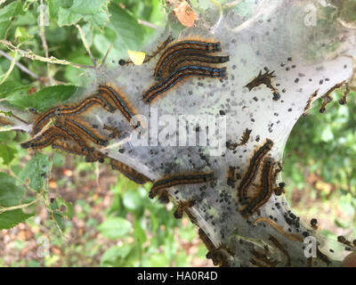 BROWN-TAIL MOTH caterpillars (Euproctis chrysorrhoea). Photo Tony Gale Stock Photo