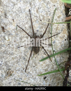 HOUSE SPIDER  (Tegenaria gigantea) male. Photo Tony Gale Stock Photo