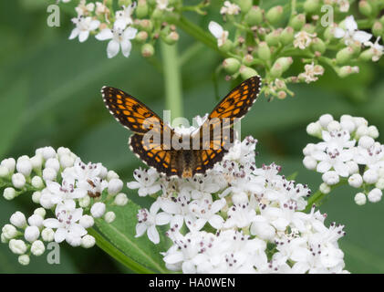 Heath fritillary butterfly (Melitaea athalia) on white wildflowers in southern greece Stock Photo