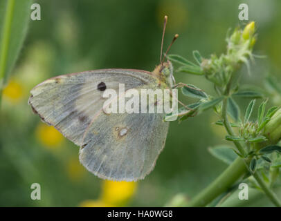Greek clouded yellow butterfly (Colias aurorina) in meadow in mount parnassus region of southern greece Stock Photo