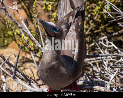 Adult dark morph Red- Footed booby in San Cristobal island, Galapagos Stock Photo