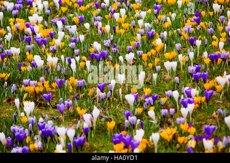 CROCUS NATURALISED IN GRASS Stock Photo