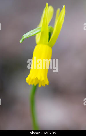 NARCISSUS CYCLAMINEUS CLOSE UP PORTRAIT Stock Photo