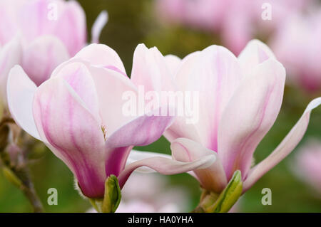 Magnolia denudata Forrests Pink Stock Photo