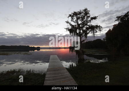 Cypress tree with Spanish Moss at sunrise, Florida Stock Photo