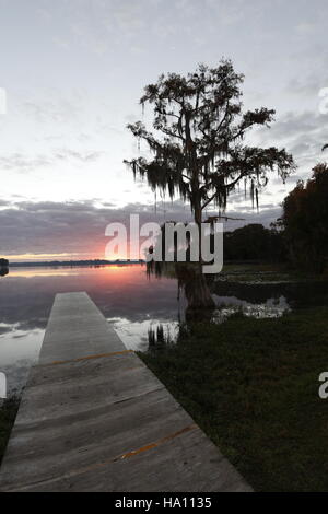 Cypress tree with Spanish Moss at sunrise, Florida Stock Photo