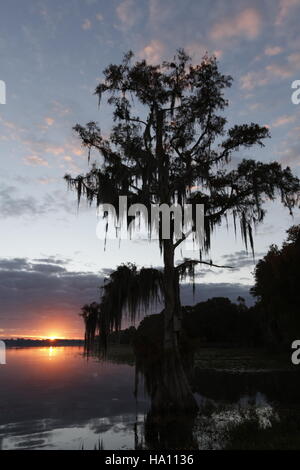 Cypress tree with Spanish Moss at sunrise, Florida Stock Photo