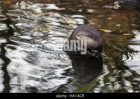 European otter surrounded by water sitting on a stone in a river Stock Photo