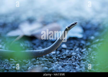 snpphotos 23572860943 Ring-necked Snake (Diadophis punctatus) Stock Photo
