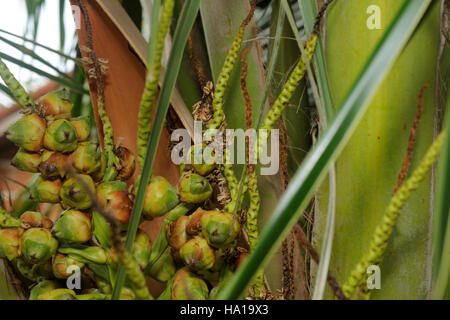 Young coconut buds on a panicle on a palm tree Stock Photo