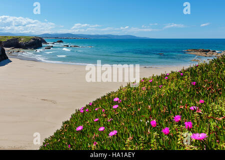 Summer blossoming Atlantic beach Illas (Galicia, Spain) with white sand and pink flowers in front. Stock Photo