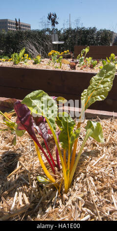 This image shows a USDA Agricultural Marketing Service (AMS) event in April 2016. The event focused on agricultural policies, promoting sustainable practices and federal support for agricultural initiatives that help strengthen U.S. farming and rural communities. Stock Photo