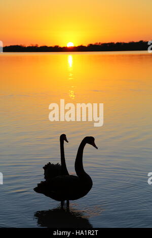 A pair of Black Swans on Pumicestone Passage at dawn off Golden Beach, Caloundra on the Sunshine Coast of Queensland, Australia. Stock Photo