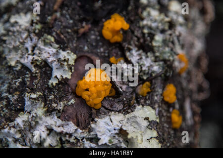 glaciernps 30389300790 Orange Jelly - Dacrymyces palmatus Stock Photo