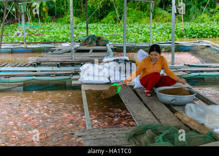 Tilapia Farm, Aquaculture, Mekong River, Vietnam, Asia Stock Photo