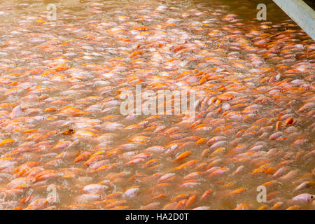 Tilapia Farm, Aquaculture, Mekong River, Vietnam, Asia Stock Photo