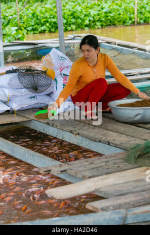 Tilapia Farm, Aquaculture, Mekong River, Vietnam, Asia Stock Photo