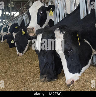 biodigester cattle cows farm rd usda Stock Photo
