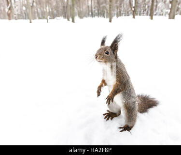 funny squirrel standing in snow and looking for quick meal in winter forest Stock Photo