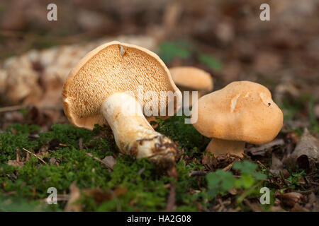 little edible mushrooms (Hydnum repandum) in forest Stock Photo
