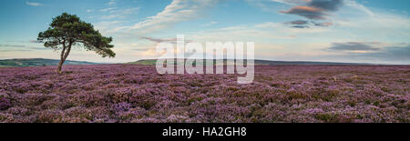 Summer heather on the North York Moors at Egton. Stock Photo